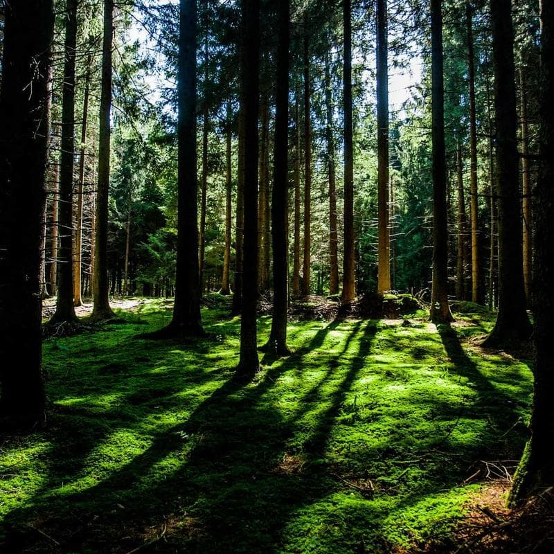 Mat de Yoga Premium 6mm